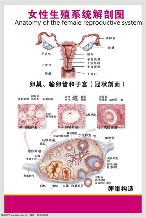 女人性器官|小知识:女性生殖系统